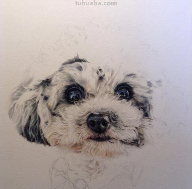 彩铅狗怎么画（彩铅画狗教程）