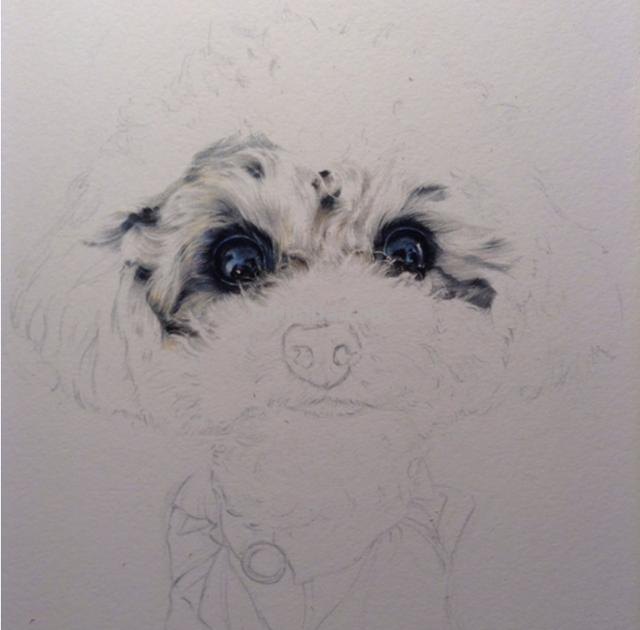 狗怎么画彩铅（狗怎么画彩铅画）