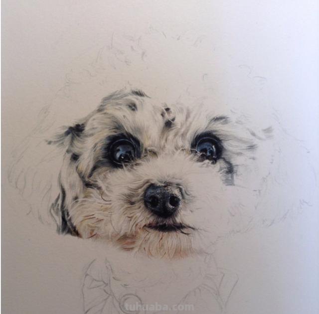 狗怎么画彩铅（狗怎么画彩铅画）