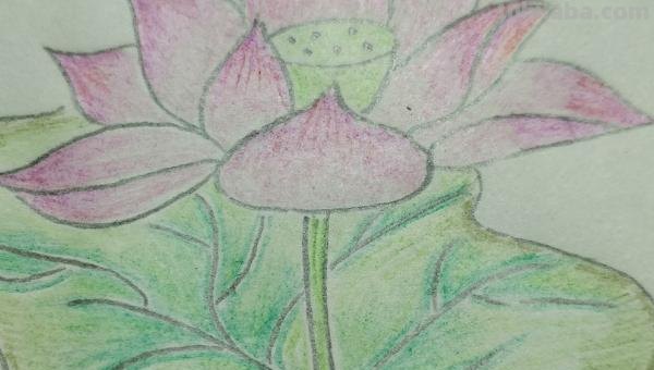 彩铅怎么画花(彩铅怎么画花海画) 彩铅怎么画花(彩铅怎么画花海画)