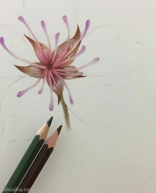 彩铅怎么画花(彩铅怎么画花海画) 彩铅怎么画花(彩铅怎么画花海画)