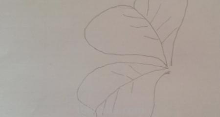 怎么画植物简笔画（怎么画植物简笔画图画）