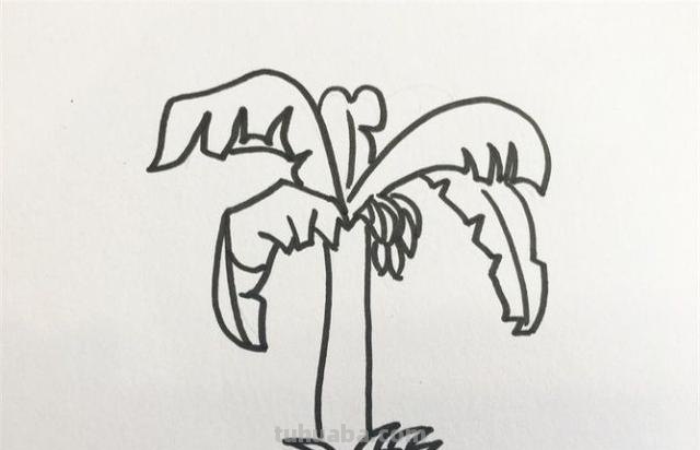 怎么画植物简笔画（怎么画植物简笔画图画）