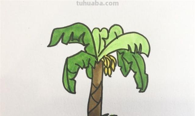 怎么画植物简笔画（怎么画植物简笔画图画）
