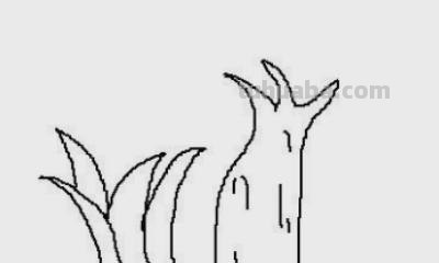 怎么画植物简笔画（怎么画植物简笔画图画）