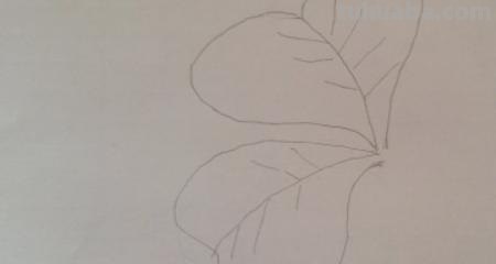 植物简笔画怎么画（植物简笔画怎么画的又漂亮又好看）
