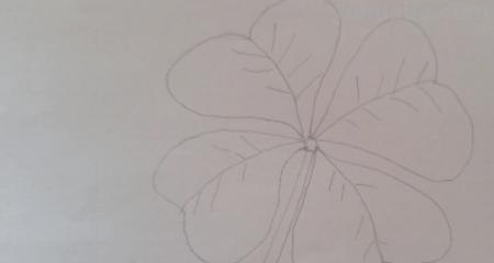 植物简笔画怎么画（植物简笔画怎么画的又漂亮又好看）