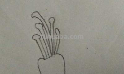植物简笔画怎么画（植物简笔画怎么画的又漂亮又好看）