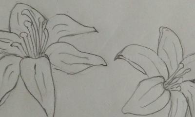 植物简笔画怎么画（植物简笔画怎么画的又漂亮又好看）