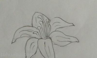 植物简笔画怎么画（植物简笔画怎么画的又漂亮又好看）