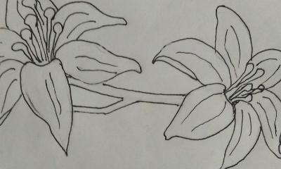 植物简笔画怎么画（植物简笔画怎么画的又漂亮又好看）