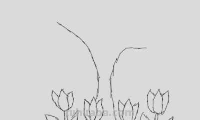 植物简笔画怎么画（植物简笔画怎么画的又漂亮又好看）