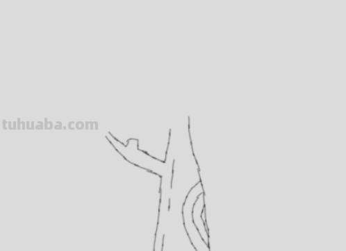 植物简笔画怎么画（植物简笔画怎么画的又漂亮又好看）