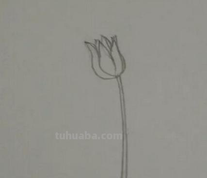植物简笔画怎么画（植物简笔画怎么画的又漂亮又好看）
