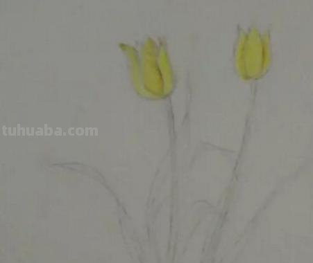 植物简笔画怎么画（植物简笔画怎么画的又漂亮又好看）