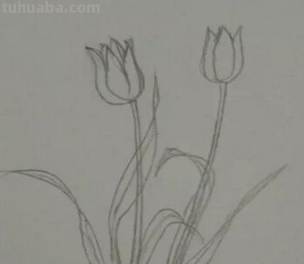植物简笔画怎么画（植物简笔画怎么画的又漂亮又好看）