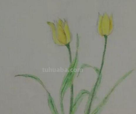 植物简笔画怎么画（植物简笔画怎么画的又漂亮又好看）