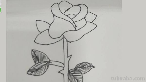 玫瑰怎么画简笔画（玫瑰怎么画简笔画 简单）