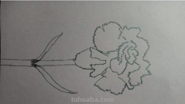 康乃馨怎么画漂亮彩铅(康乃馨怎么画漂亮彩铅图片) 康乃馨怎么画漂亮彩铅(康乃馨怎么画漂亮彩铅图片)