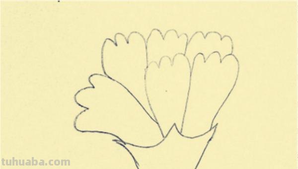 康乃馨怎么画漂亮彩铅(康乃馨怎么画漂亮彩铅图片) 康乃馨怎么画漂亮彩铅(康乃馨怎么画漂亮彩铅图片)