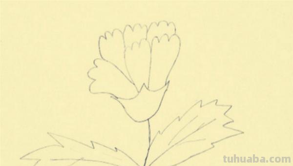 康乃馨怎么画漂亮彩铅(康乃馨怎么画漂亮彩铅图片) 康乃馨怎么画漂亮彩铅(康乃馨怎么画漂亮彩铅图片)