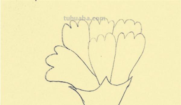 康乃馨怎么画漂亮彩铅(康乃馨怎么画漂亮彩铅图片) 康乃馨怎么画漂亮彩铅(康乃馨怎么画漂亮彩铅图片)