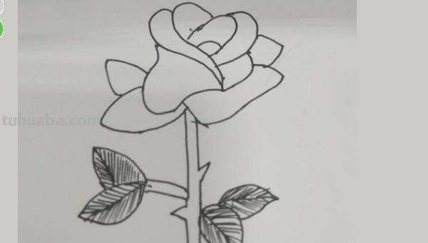 玫瑰简笔画怎么画（玫瑰简笔画怎么画要非常非常简单）