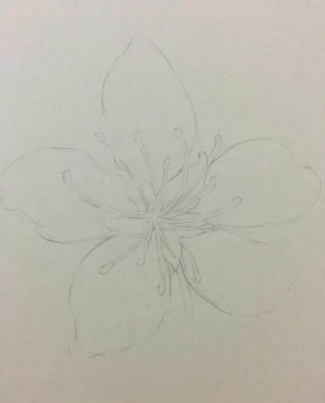 怎么用彩铅画花（怎么用彩铅画花朵）