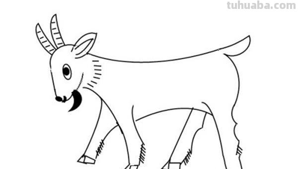 羊怎么画简笔画(羊怎么画简笔画图片) 羊怎么画简笔画(羊怎么画简笔画图片)