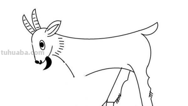 羊怎么画简笔画(羊怎么画简笔画图片) 羊怎么画简笔画(羊怎么画简笔画图片)