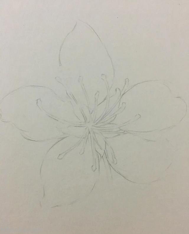 樱花树怎么画彩铅（樱花树怎么画彩铅简笔画）