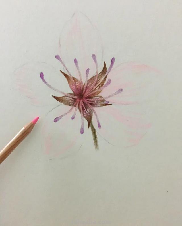 樱花树怎么画彩铅(樱花树怎么画彩铅简笔画) 樱花树怎么画彩铅(樱花树怎么画彩铅简笔画)