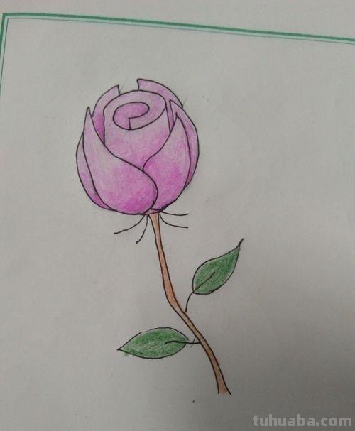 怎么用彩铅画玫瑰花（怎么用彩铅画玫瑰花,好看又简单）