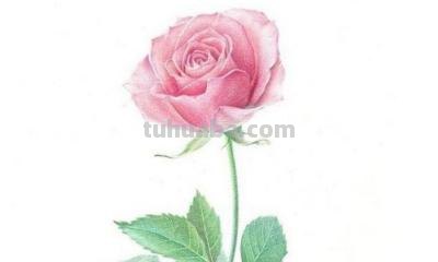 怎么用彩铅画玫瑰花（怎么用彩铅画玫瑰花,好看又简单）