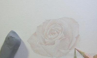 怎么用彩铅画玫瑰花（怎么用彩铅画玫瑰花,好看又简单）