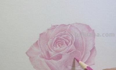 怎么用彩铅画玫瑰花（怎么用彩铅画玫瑰花,好看又简单）