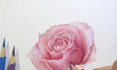 怎么用彩铅画玫瑰花（怎么用彩铅画玫瑰花,好看又简单）
