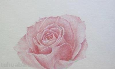 怎么用彩铅画玫瑰花（怎么用彩铅画玫瑰花,好看又简单）