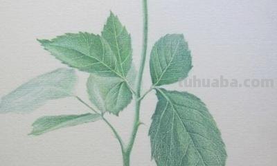 怎么用彩铅画玫瑰花（怎么用彩铅画玫瑰花,好看又简单）