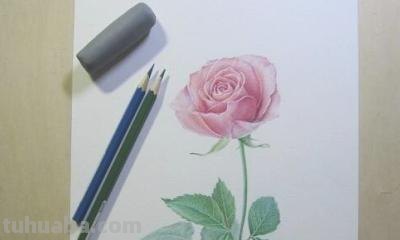 怎么用彩铅画玫瑰花（怎么用彩铅画玫瑰花,好看又简单）