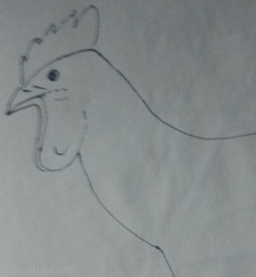 鸡怎么画简笔画（鸡怎么画简笔画图片）