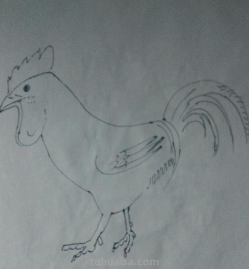 鸡怎么画简笔画（鸡怎么画简笔画图片）