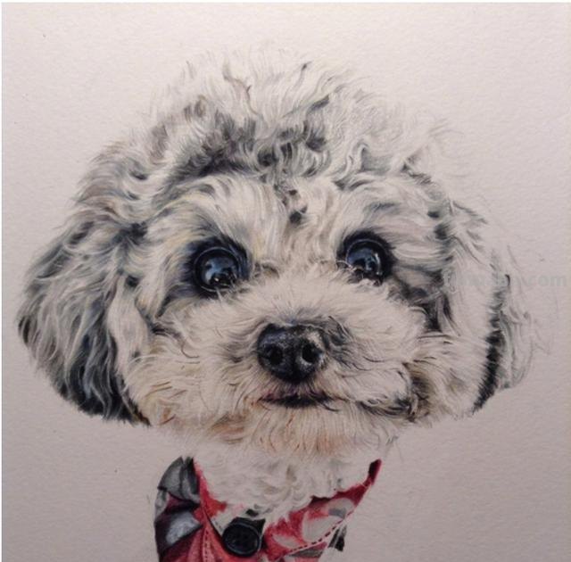 彩铅动物毛发怎么画（彩铅动物毛发怎么画好看）