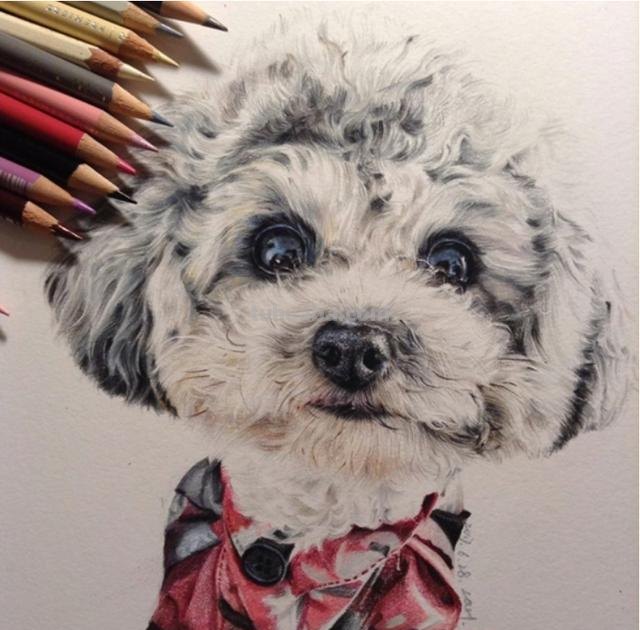 彩铅动物毛发怎么画（彩铅动物毛发怎么画好看）