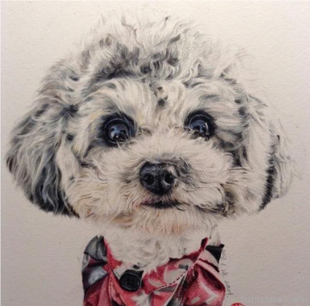 彩铅动物毛发怎么画（彩铅动物毛发怎么画好看）