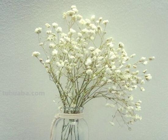 满天星的花语大全，甘当配角的执着爱恋