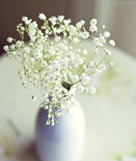 满天星的花语大全，甘当配角的执着爱恋