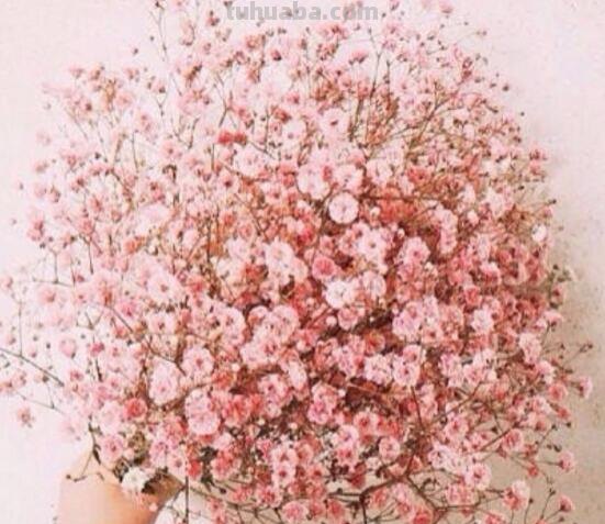 满天星的花语大全，甘当配角的执着爱恋