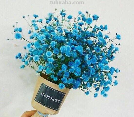 满天星的花语大全，甘当配角的执着爱恋