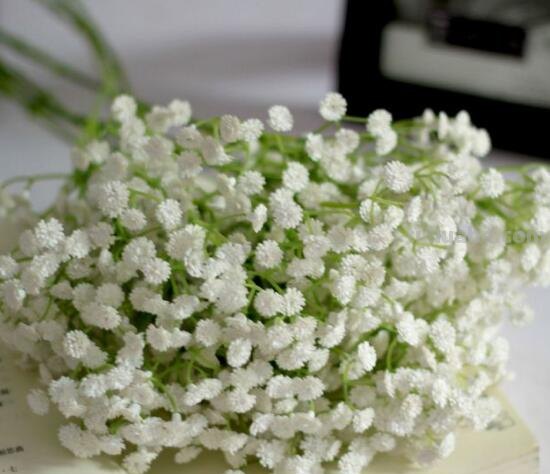 满天星的花语大全，甘当配角的执着爱恋